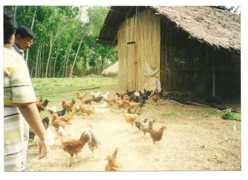 chicken-livelihood